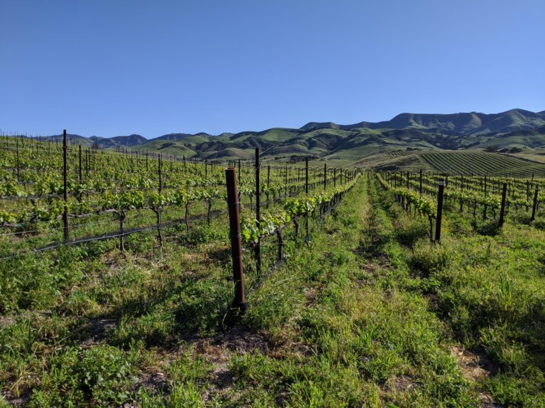 vineyard in early spring with green grass growing between the rows and rolling green hills in the background.