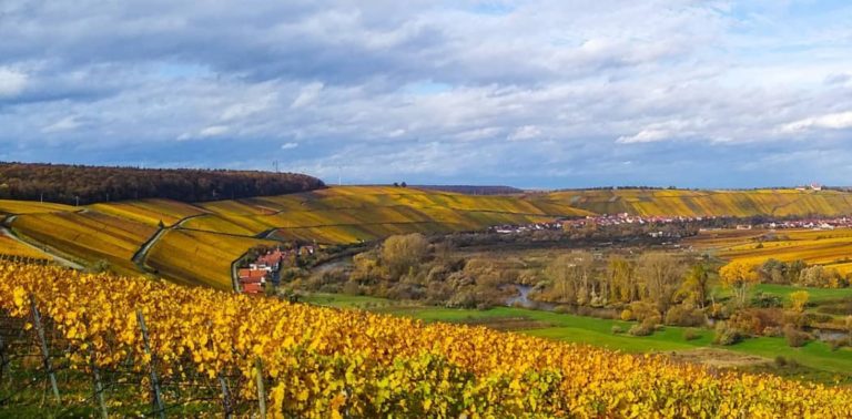 Franconia´s famous vineyards Mainschleife